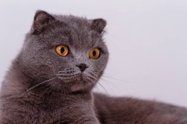 İskoç Fold lop-eared, portre Gri kedi doğurmak.