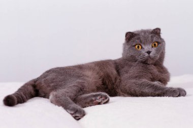 Gri safkan safkan İskoç lop-eared kedi