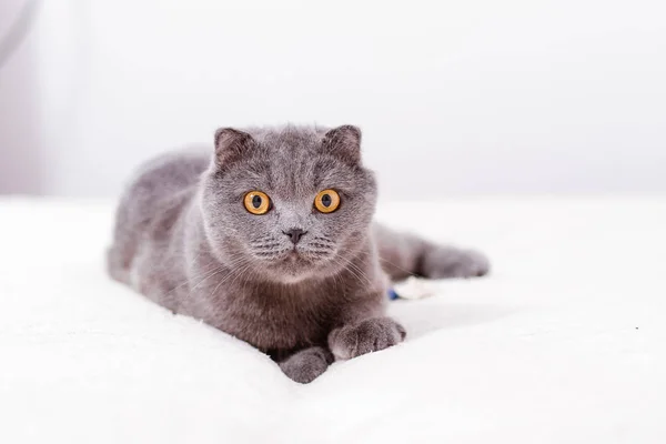 Šedá plnokrevných plnokrevných skotský zběsilého útoku kočka — Stock fotografie