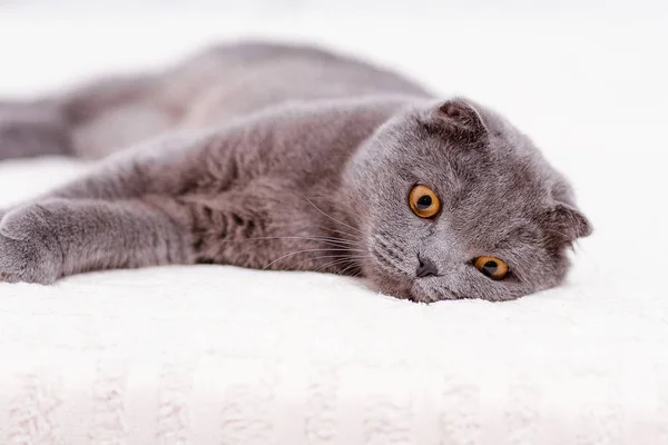 Portrét plemene šedá kočka Scottish Fold zběsilého útoku. — Stock fotografie