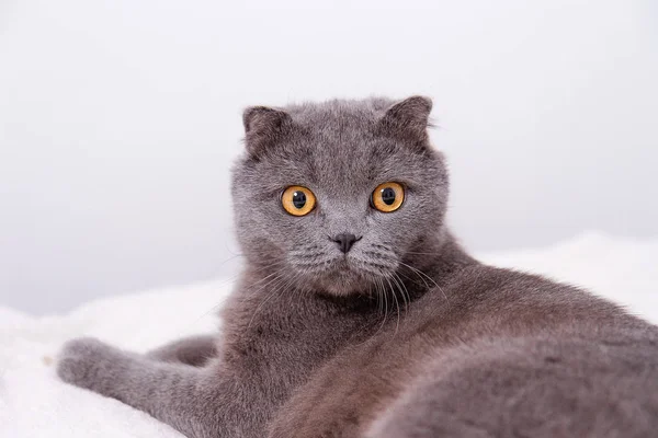 Γκρι γάτα breed πορτρέτο της Σκωτικής Διπλώνετε κρεμάμενα ωτά. — Φωτογραφία Αρχείου