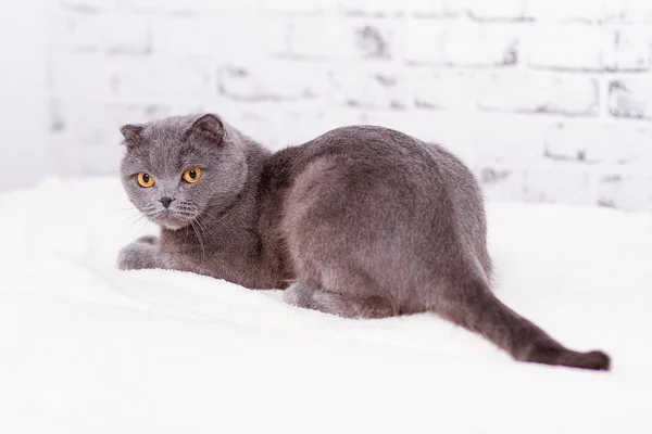Gray thoroughbred thoroughbred Scottish lop-eared cat — Stock Photo, Image