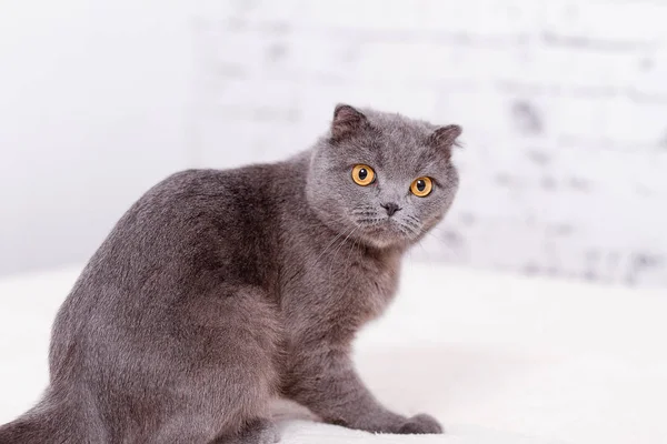 Portrait grey cat breed of Scottish Fold lop-eared. — Stock Photo, Image