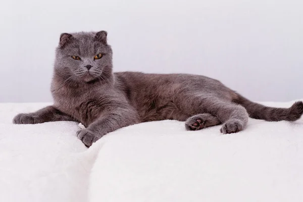 Graue Vollblut-Schottische Schlappohr-Katze — Stockfoto