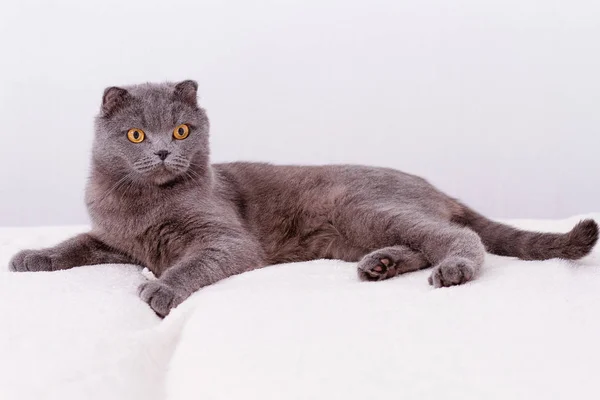Porträt graue Katzenrasse der schottischen Faltenlop-Ohr. — Stockfoto