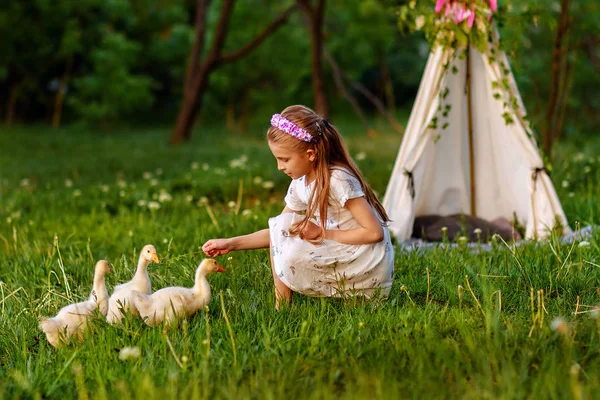 Liten flicka som leker med baby ankor. Vacker, djur. — Stockfoto