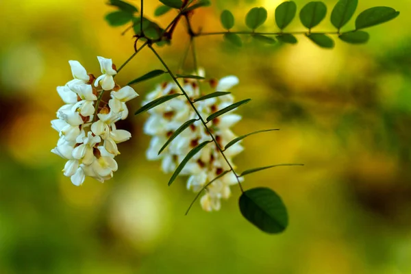 Flores de acacia —  Fotos de Stock