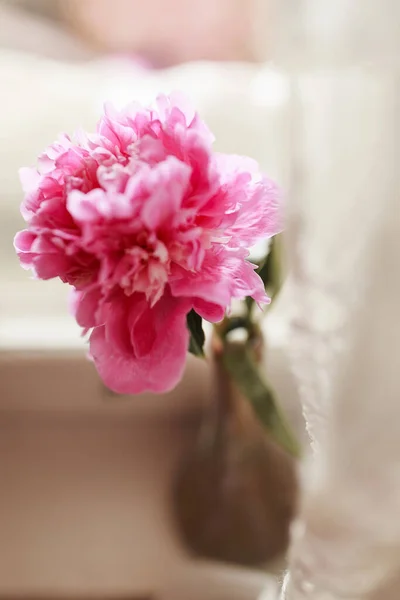 Peonía Rosa Jarrón Casa — Foto de Stock