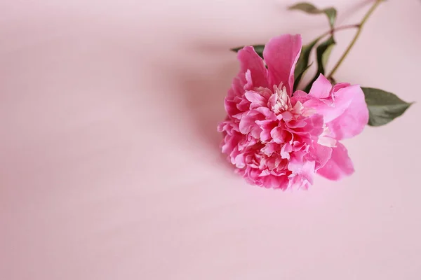 粉色背景上的大粉色牡丹 班纳时尚的夏季背景形象 简约主义 文字空间 明亮的色彩 给女人的情人节 爱的宣言 — 图库照片
