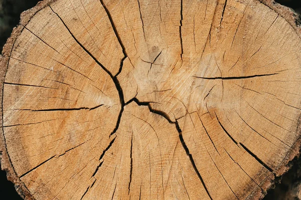 Una Sección Madera Antigua Desgastada Erosionada Única Con Anillos Agrietados — Foto de Stock