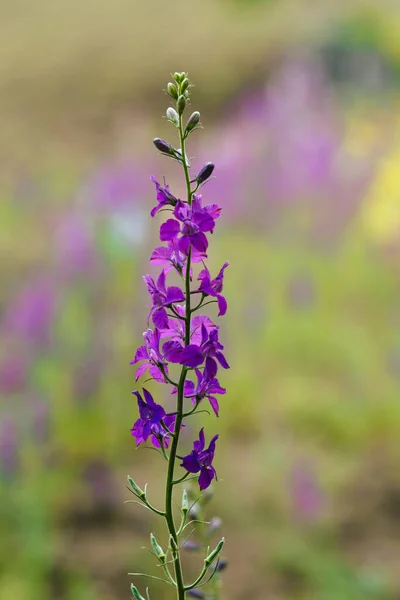 Makroaufnahme Einer Einzelnen Violetten Blüte Isoliert Durch Geringe Schärfentiefe Gegen — Stockfoto