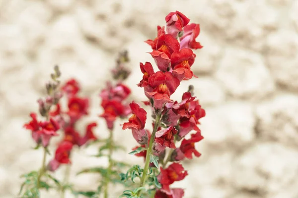 Nahaufnahme Frühling Lila Wildblume Feld — Stockfoto