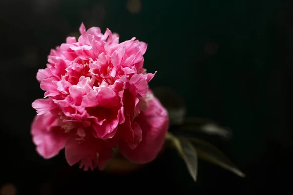 Peonia Rosa Sfondo Nero Spazio Libero — Foto Stock