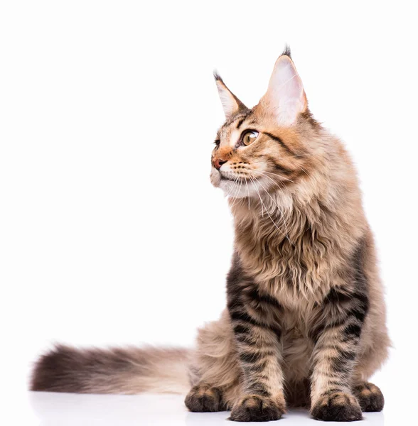 Maine coon gatito — Foto de Stock