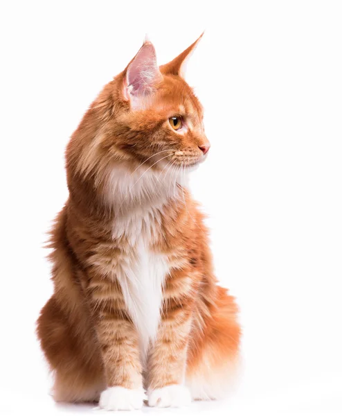 Maine coon gatito — Foto de Stock