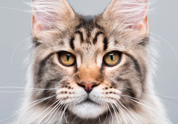 Retrato de Maine Coon gato — Foto de Stock