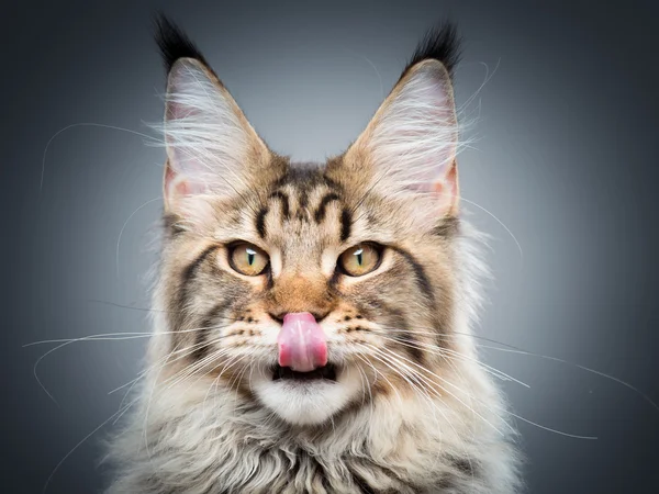 缅因猫的肖像 — 图库照片