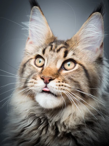 Maine Coon kedi portresi — Stok fotoğraf