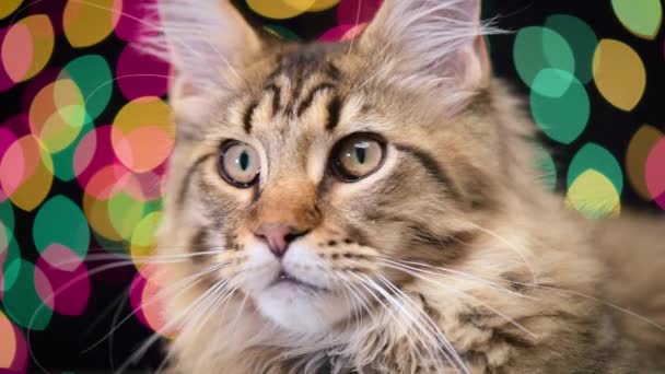 Cat with Christmas garland — Stock Video