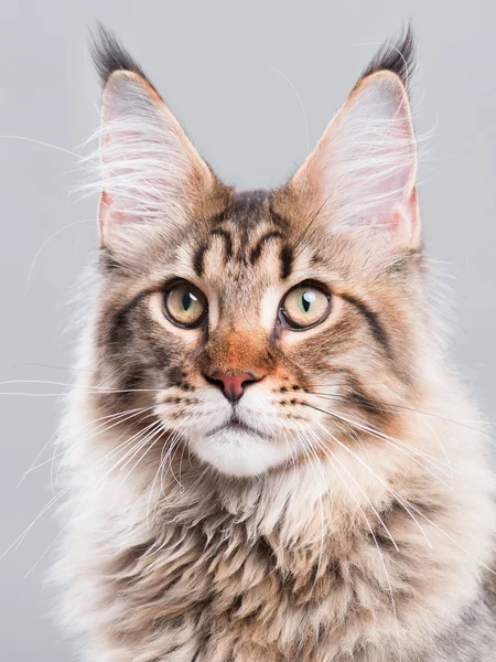 Retrato de Maine Coon gato — Foto de Stock