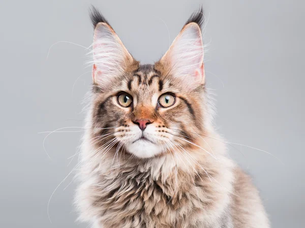 Retrato de Maine Coon gato —  Fotos de Stock