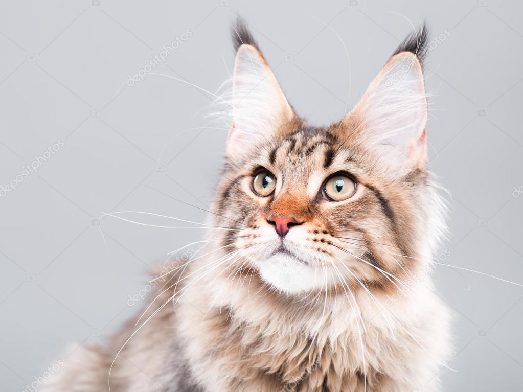 Portrait Of Maine Coon Cat Stock Photo By C Denisnata