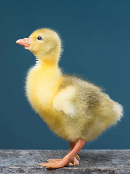 Cute newborn gosling — Stock Photo, Image