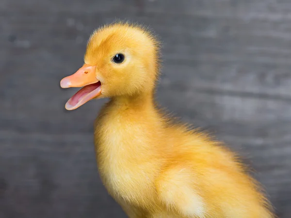 Cute newborn duckling — Stock Photo, Image