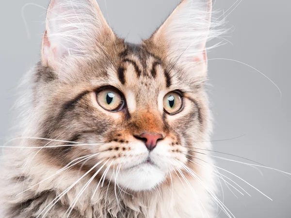 Porträt der Katze Maine Coon — Stockfoto