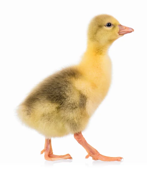 Söta nyfödda gosling — Stockfoto