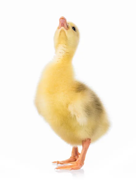 Mignon nouveau-né gosling — Photo