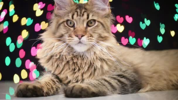 Cat with Christmas garland — Stock Video