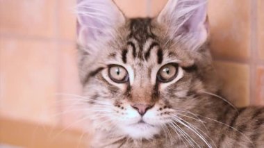 Maine coon kedi seyir
