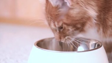 Maine coon kedi yemek