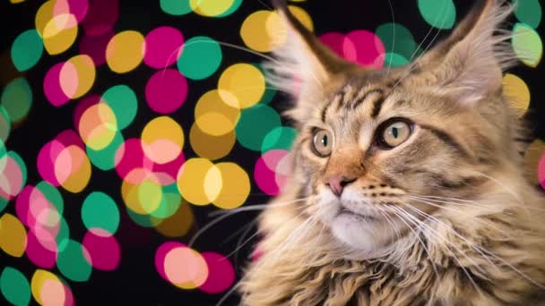Gato con guirnalda de Navidad — Vídeo de stock