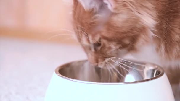 Mainská mývalí kočka jídlo — Stock video