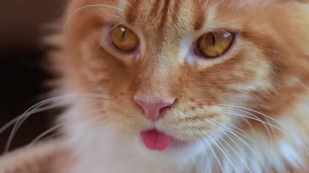 Maine coon cat looking — Stock Video