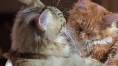 Maine coon kedi yıkar