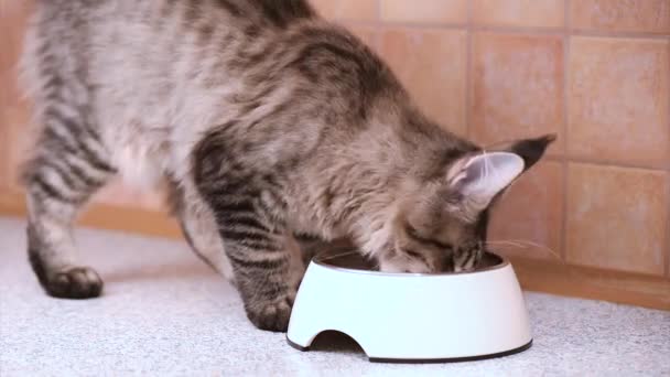 Maine coon γάτα τρώει — Αρχείο Βίντεο