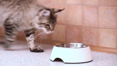 Maine coon kedi yemek
