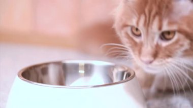 Maine coon kedi yemek