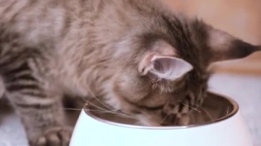Maine coon kedi yemek