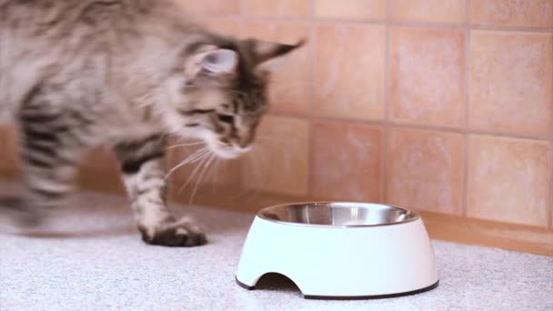 메인 coon 고양이 식사 — 비디오