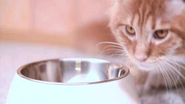 Maine coon kucing makan — Stok Video