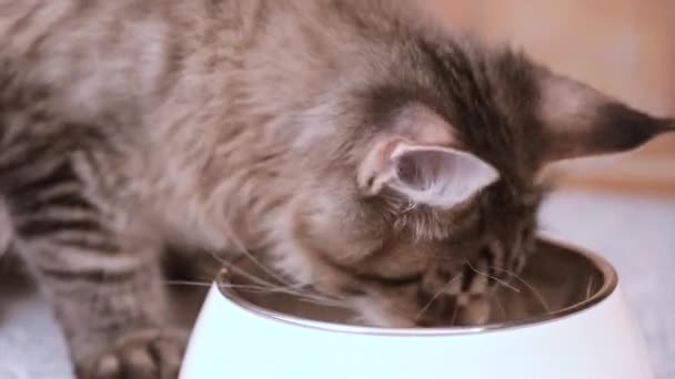 Maine coon kat eten — Stockvideo