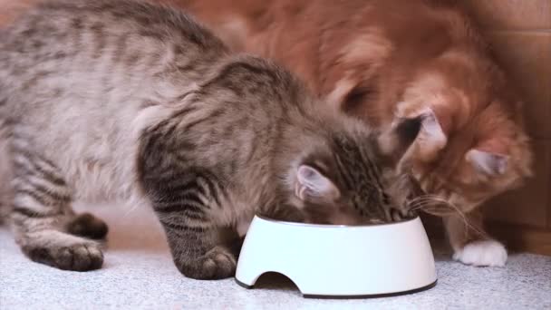 Maine coon cat eating — Stock Video