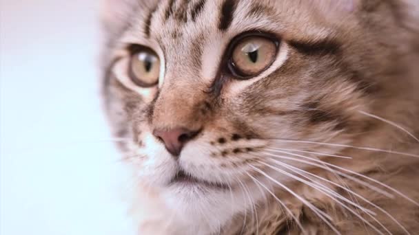 Maine coon gato buscando — Vídeo de stock