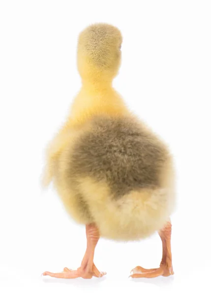 Schattig pasgeboren gosling — Stockfoto