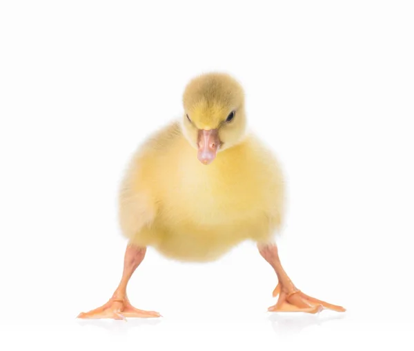 Söta nyfödda gosling — Stockfoto