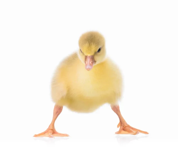 Cute newborn gosling — Stock Photo, Image